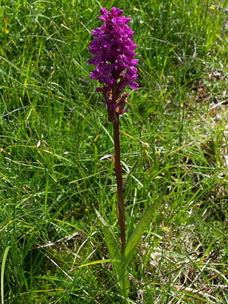 Dactylorhiza da determinare